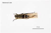 藏品(曲紋虎天牛)的圖片